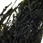 Wakame Foglie BIO - immagine 3