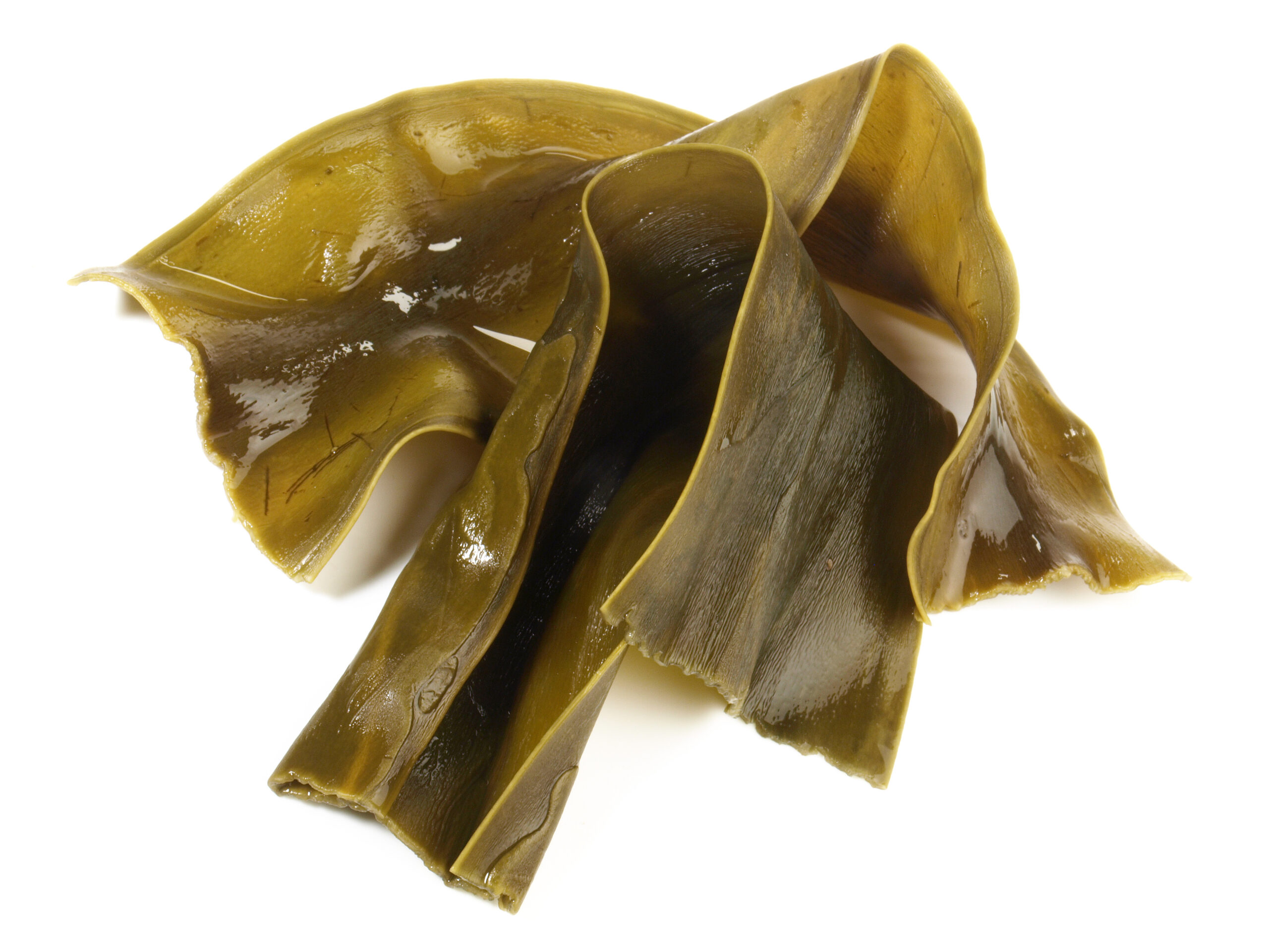 Alghe alimentari in foglie verdi-brunastre, lisce e lucenti, tagliate a strisce, pronte per cucina.